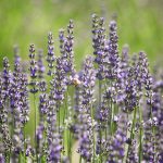 Lavender Festival In Hood River