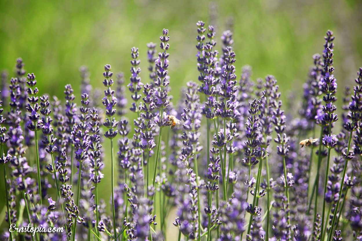 Lavender Festival In Hood River