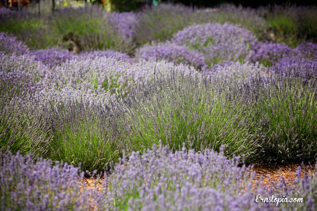 Lavender Daze Festival in Hood River Ernstopia