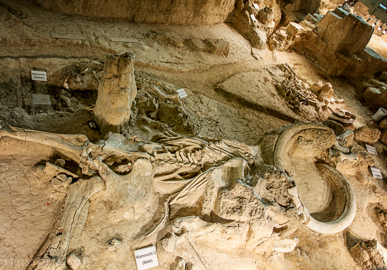 Columbian Mammoth fossil