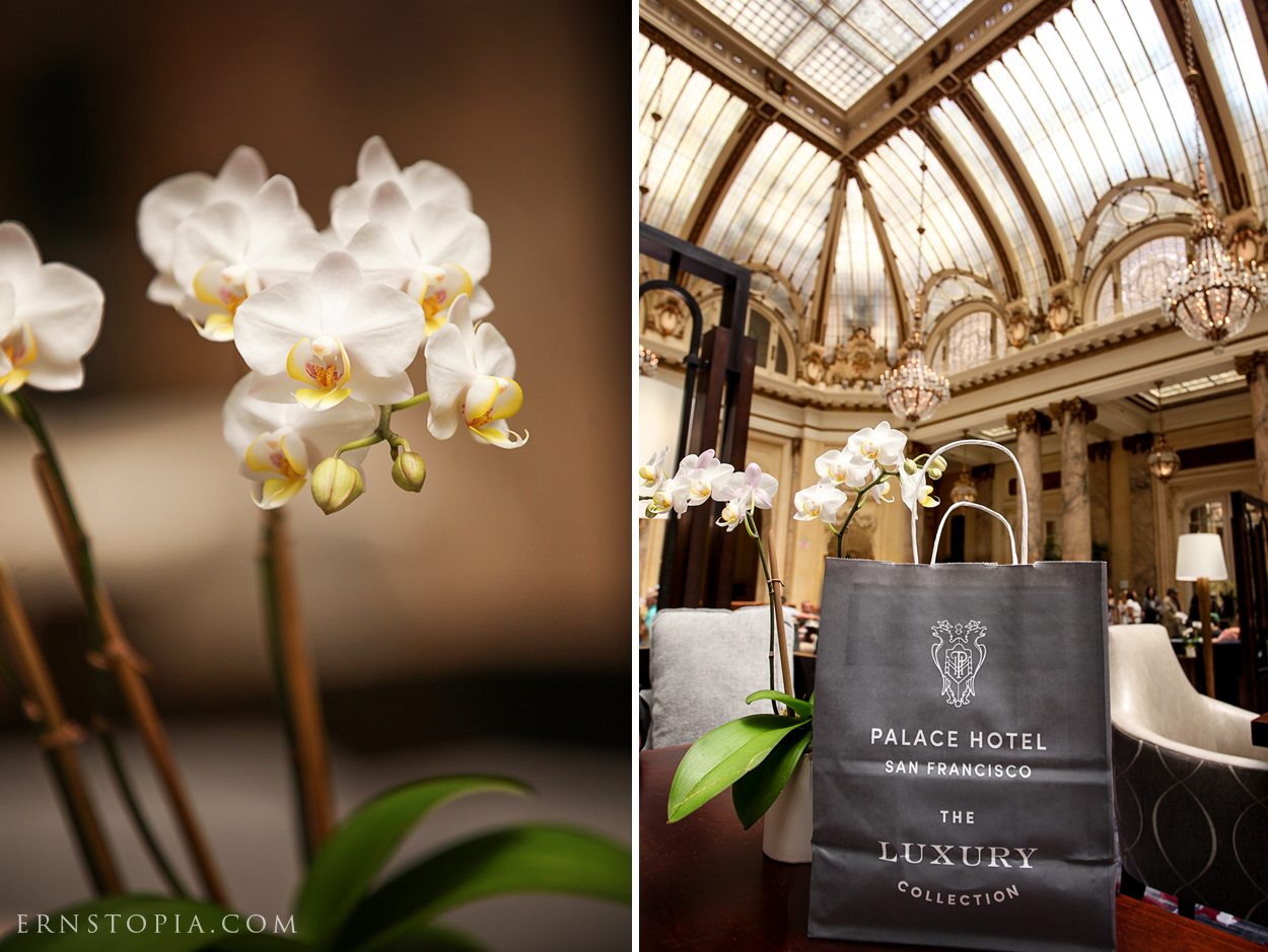 Orchids in the Garden Court