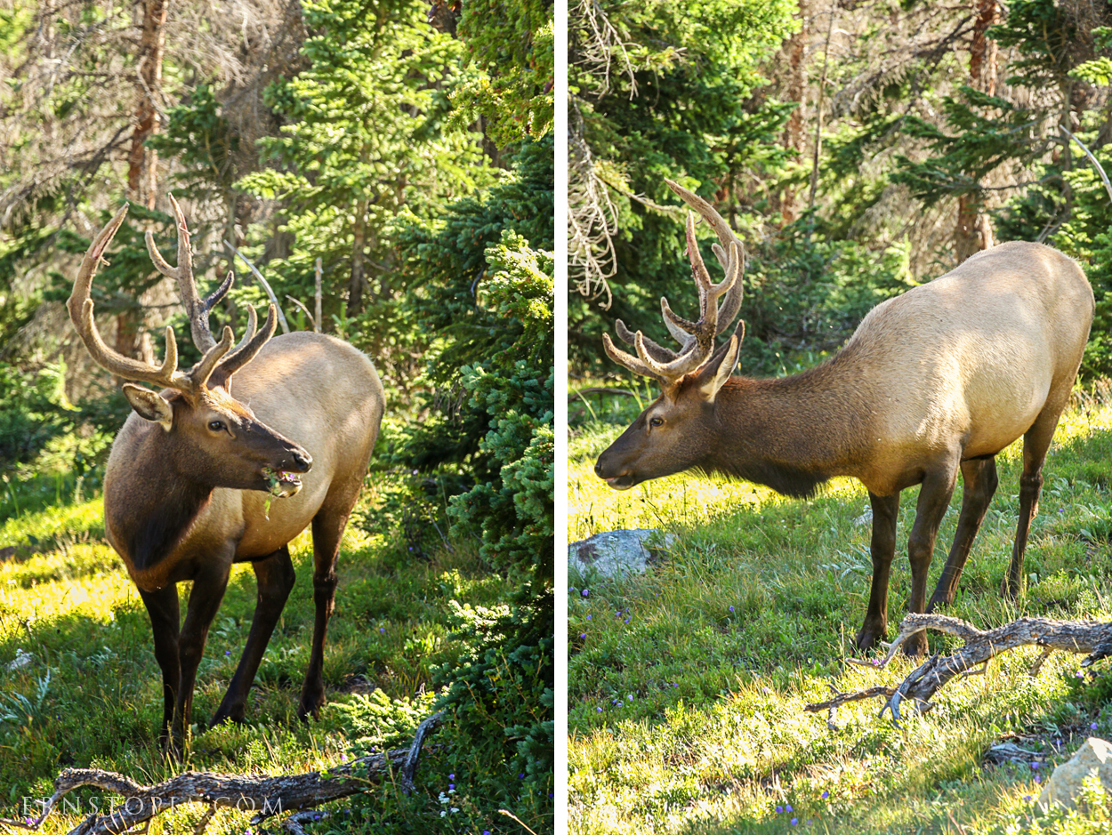 Elk at Rocky Mountain National Park