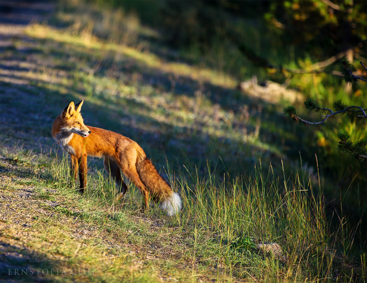 Fox gazing in the distance