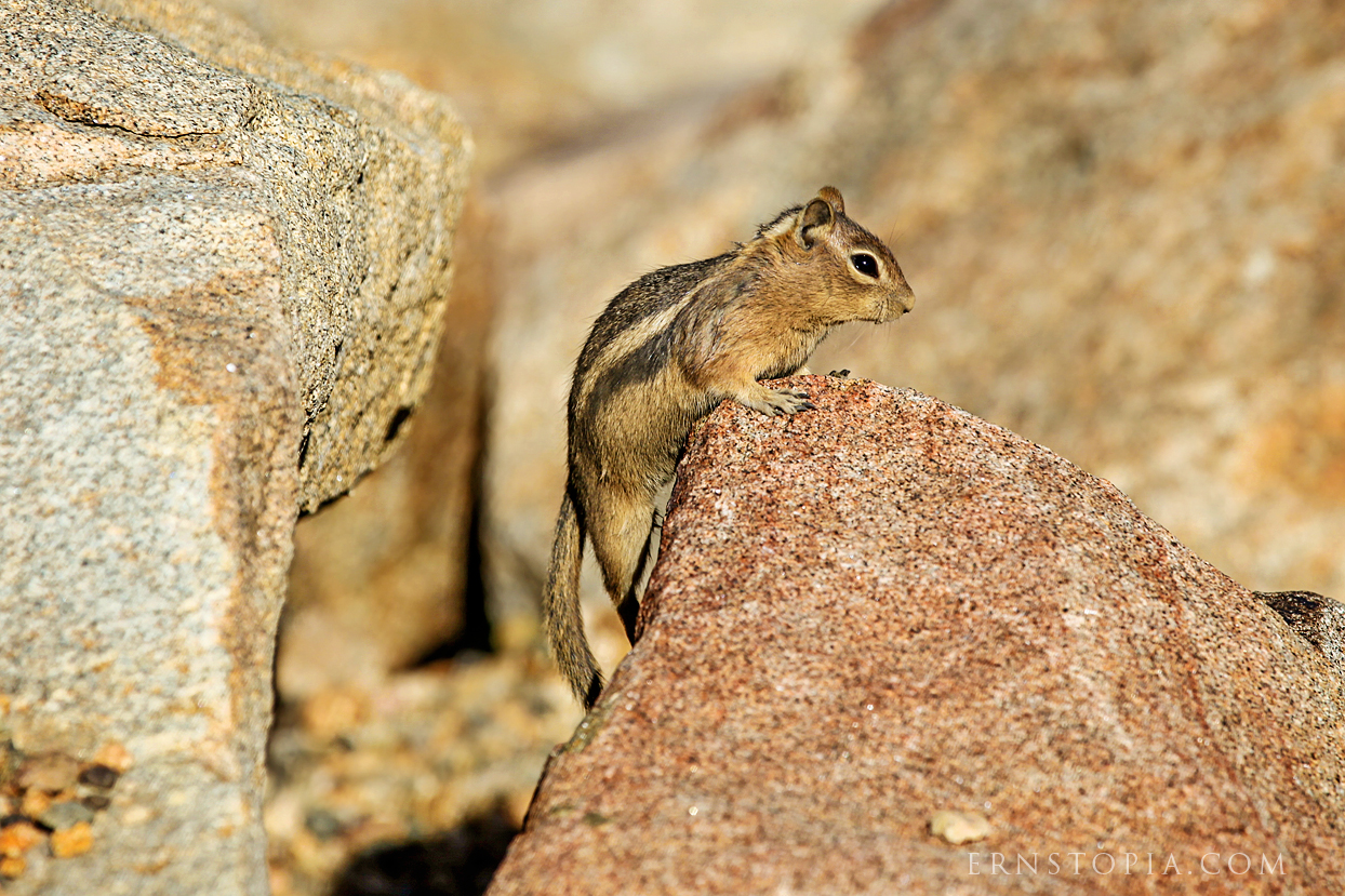 A cute little chipmonk perched on a rock at Rocky Mountain National Park