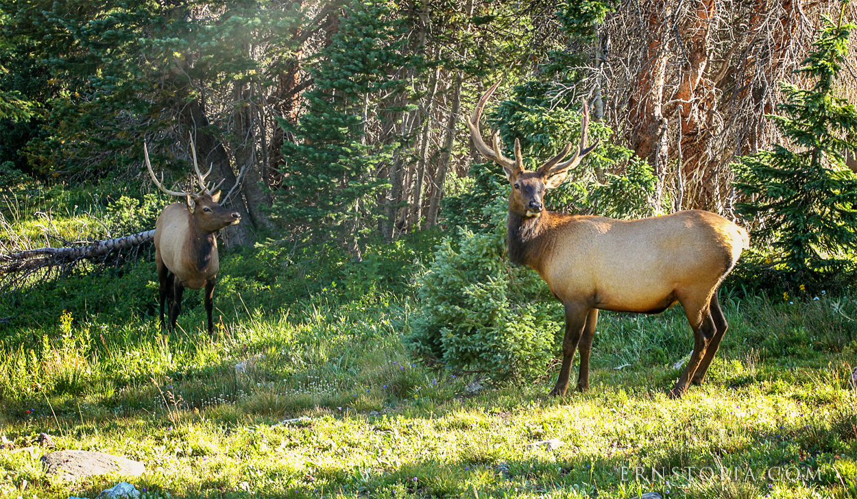 Elk at Rocky Mountain National Park