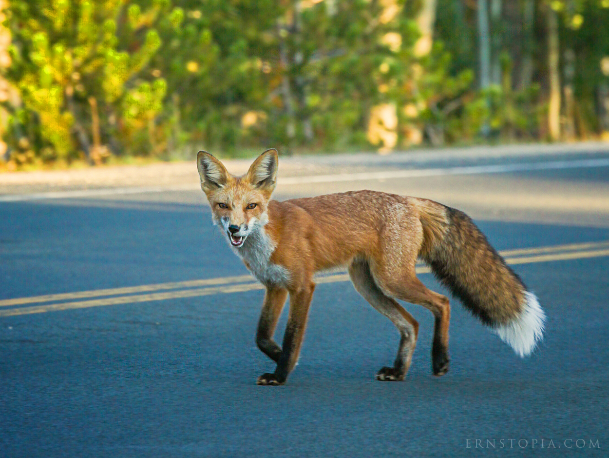 Fox crossing the road 