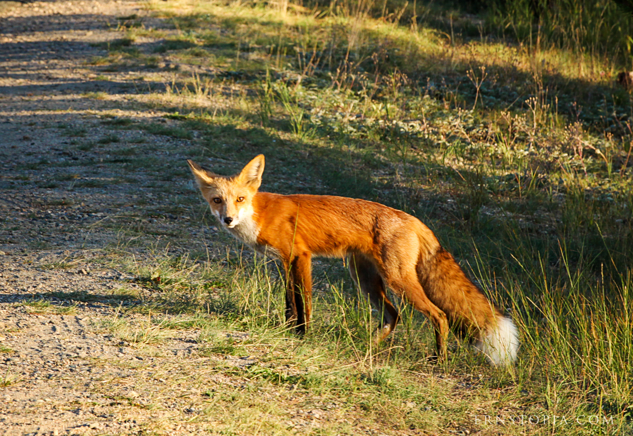 Red fox in the grass