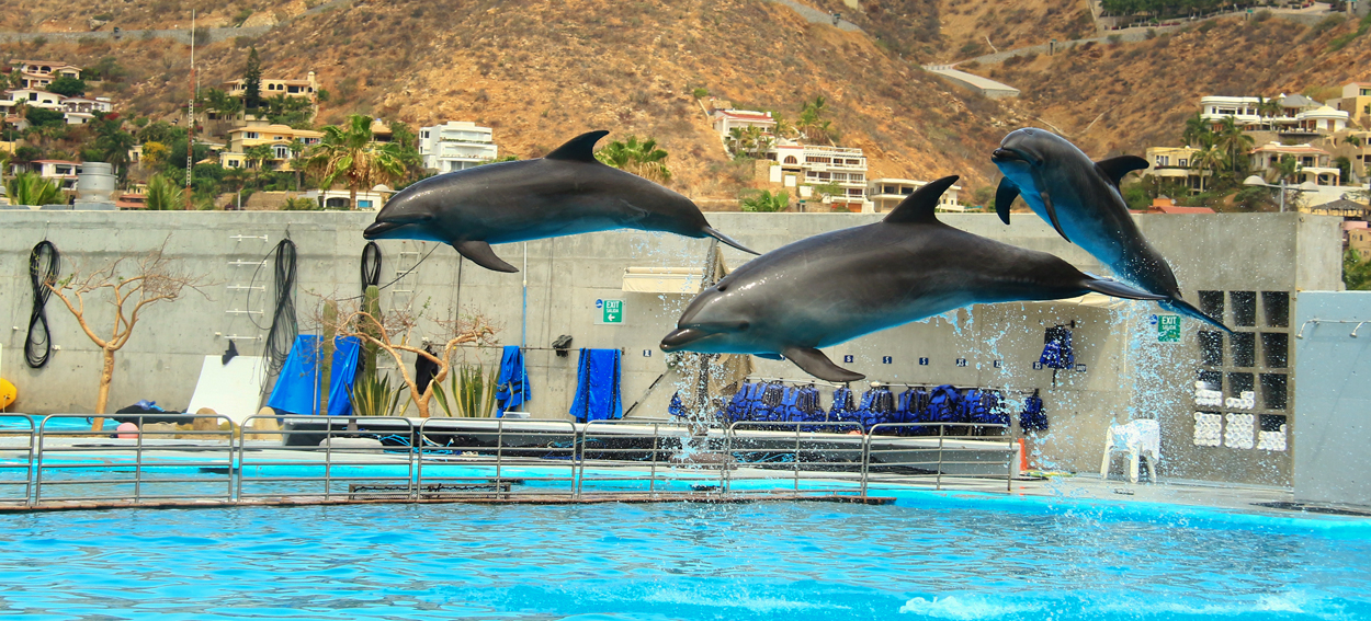 Swimming with the Dolphins at CaboAdventures