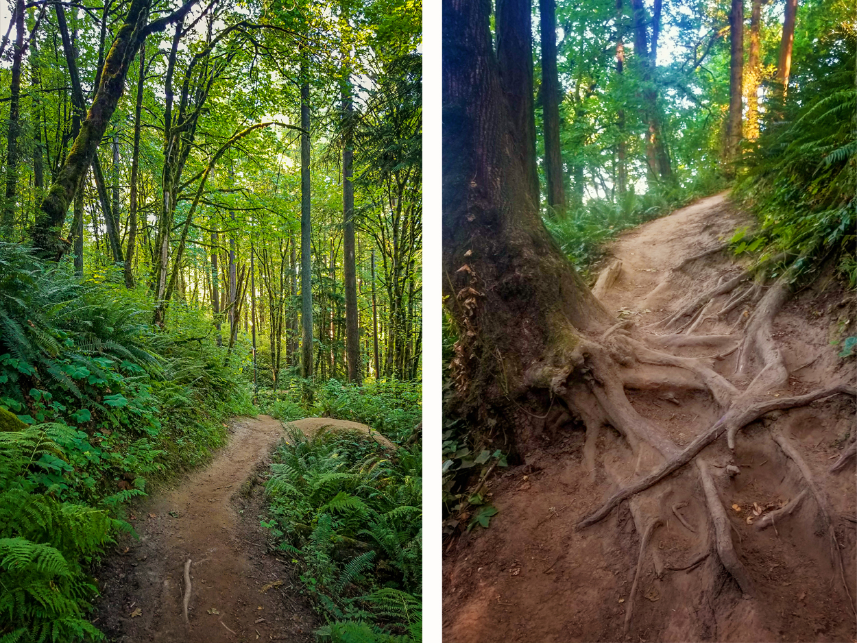 Dirt trail in Forest Park