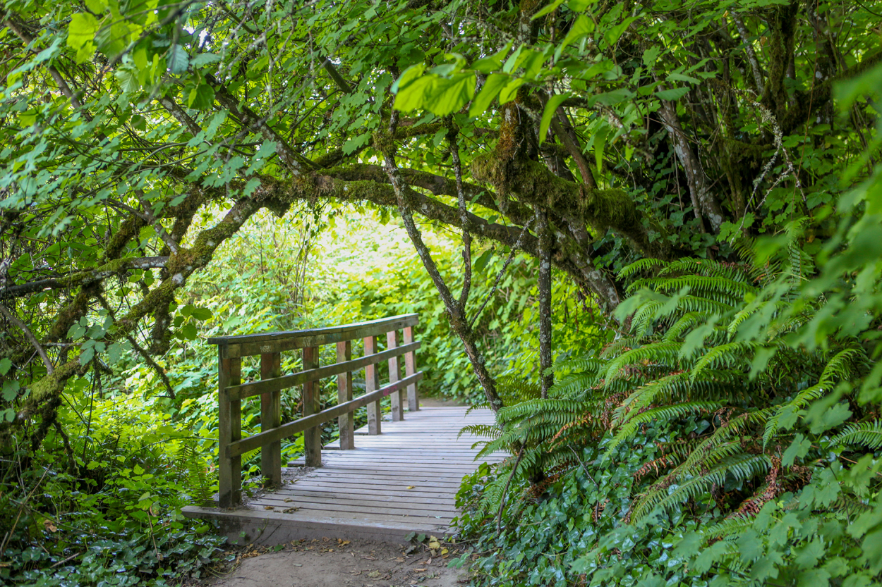 Wooden platform along the trail on the Forest Park Ridge Trail