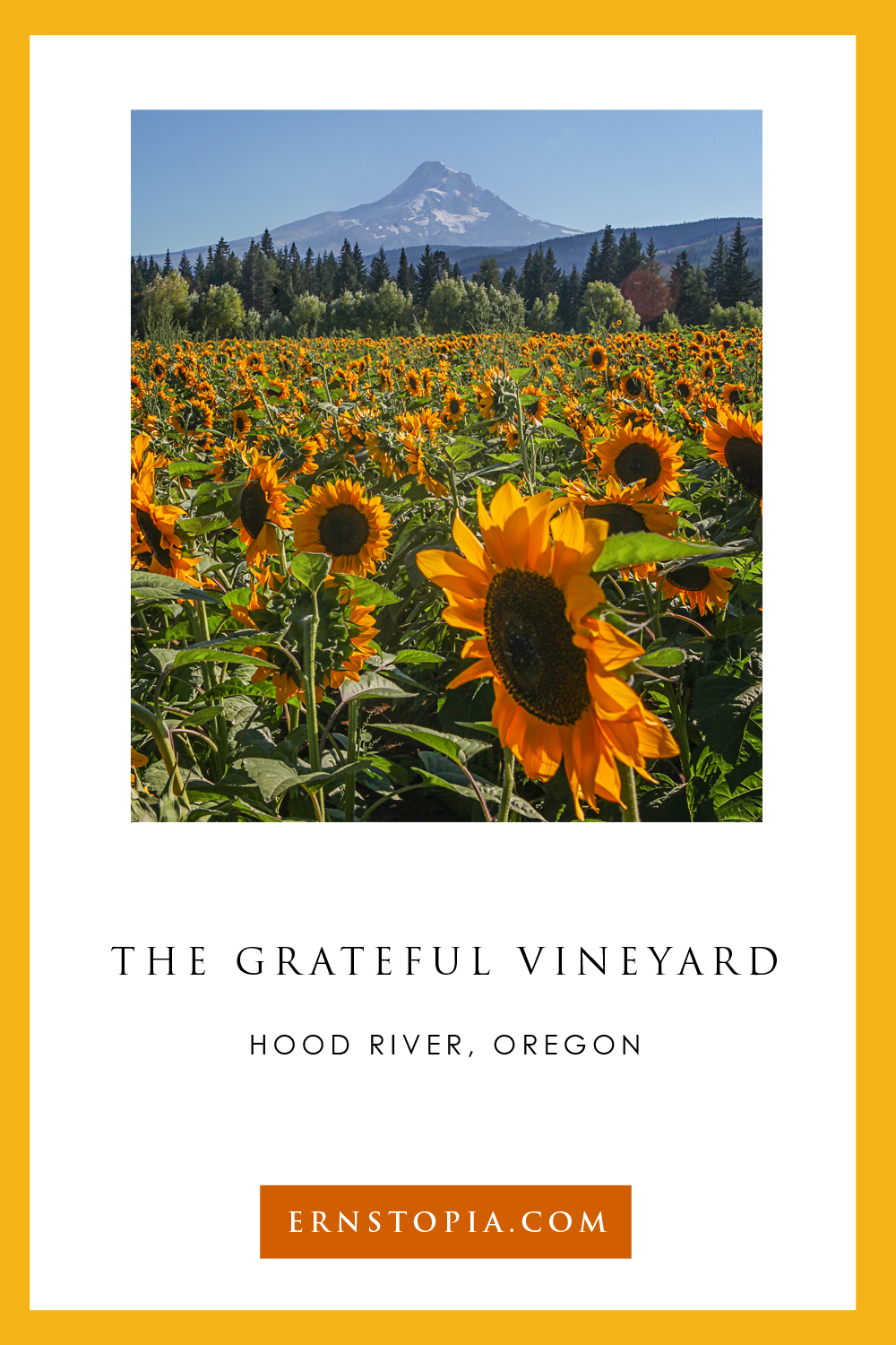 For delicious artisanal Pizza and cider and an amazing view of Mt Hood head over to Hood River and visit The Grateful Vineyard.