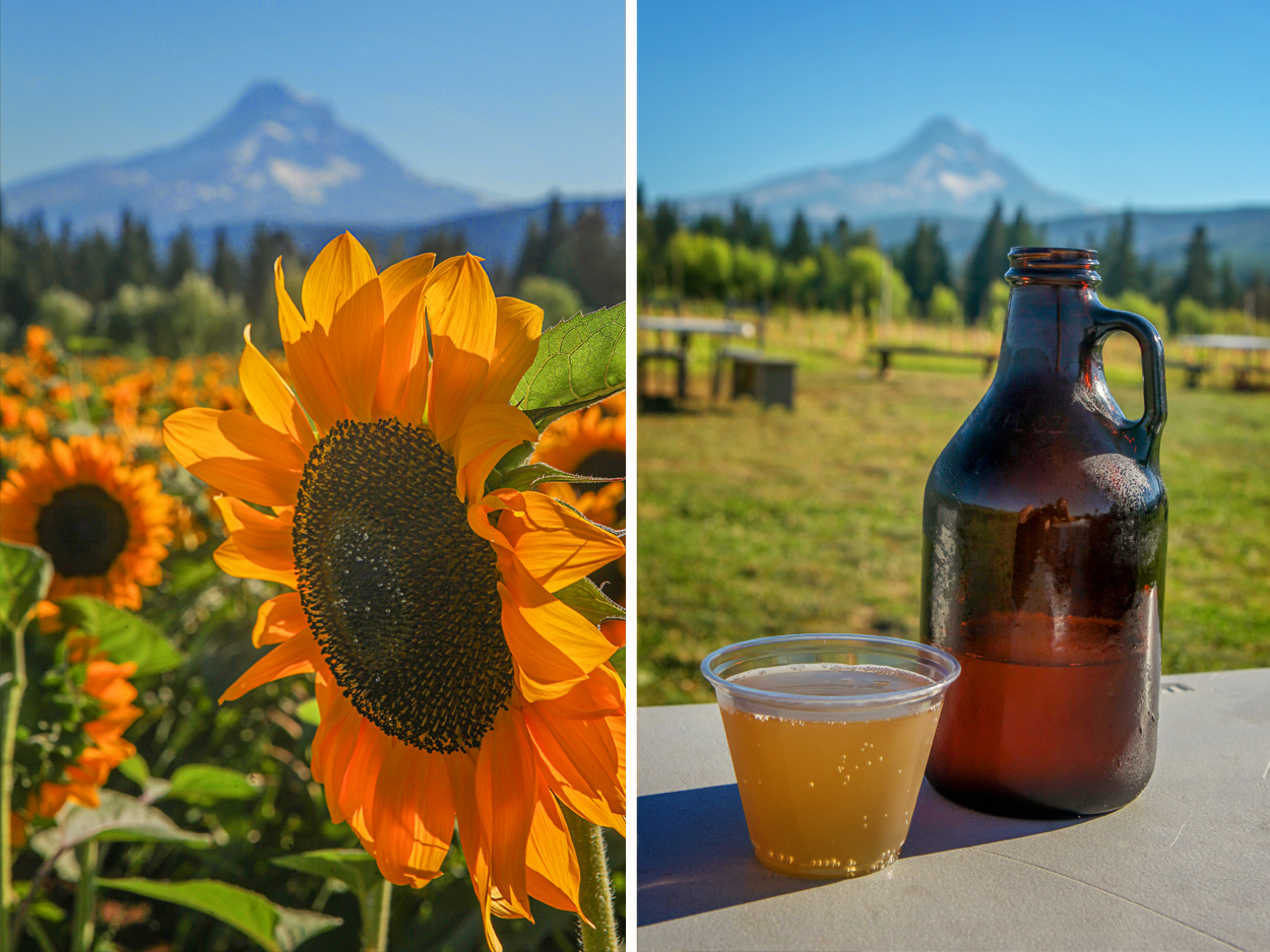 Sunflowers and Cider at Grateful Vineyard