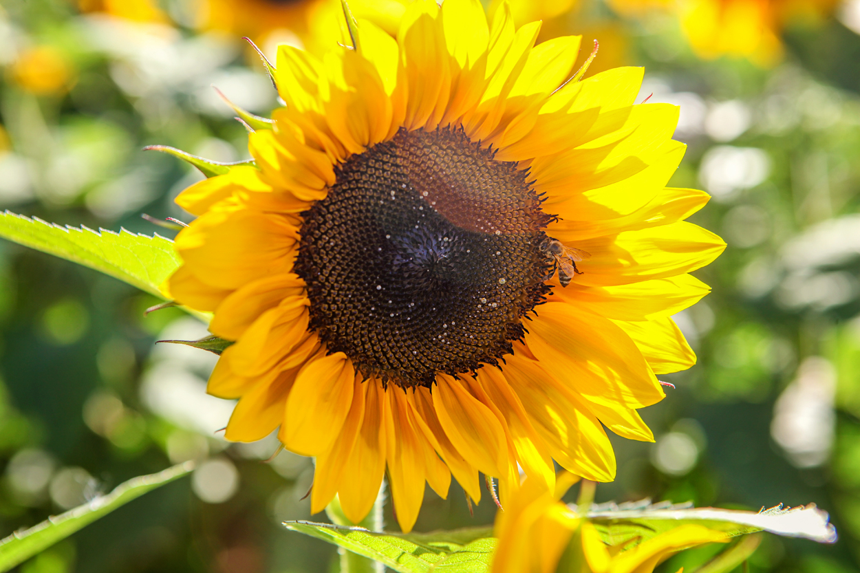 Busy Bee collecting pollen from a Sunflower
