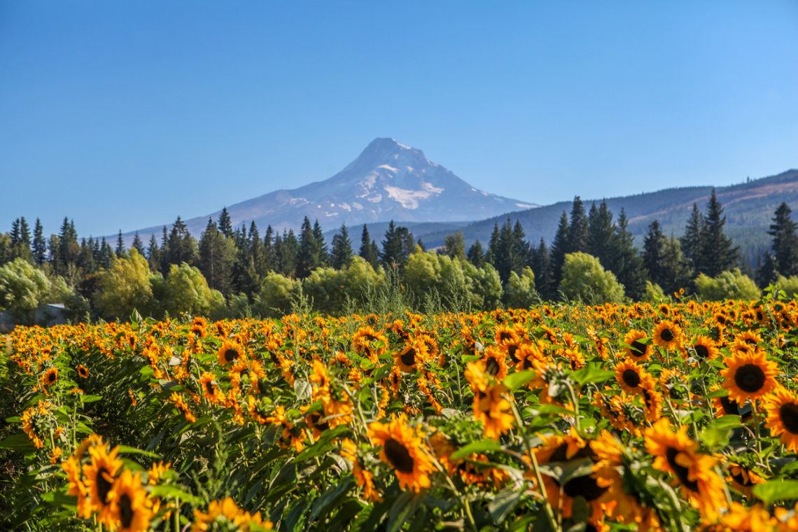 Sunflowers with a view of Mt Hood