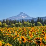 Sunflowers with a view of Mt Hood