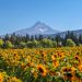 Sunflowers with a view of Mt Hood