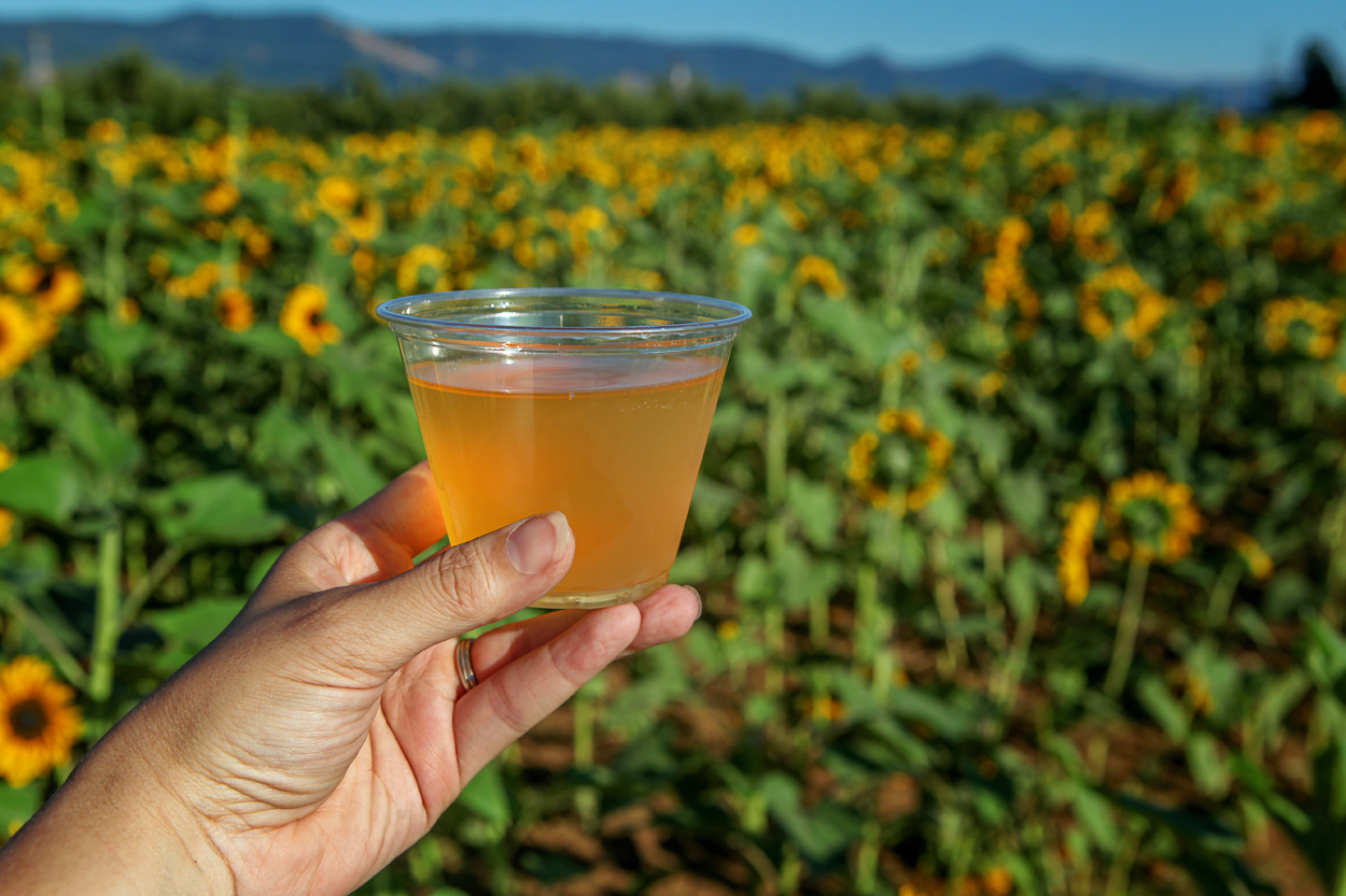 Sunflowers and Cider at Grateful Vineyard