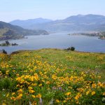 Wildflowers on the Mosier Plateau