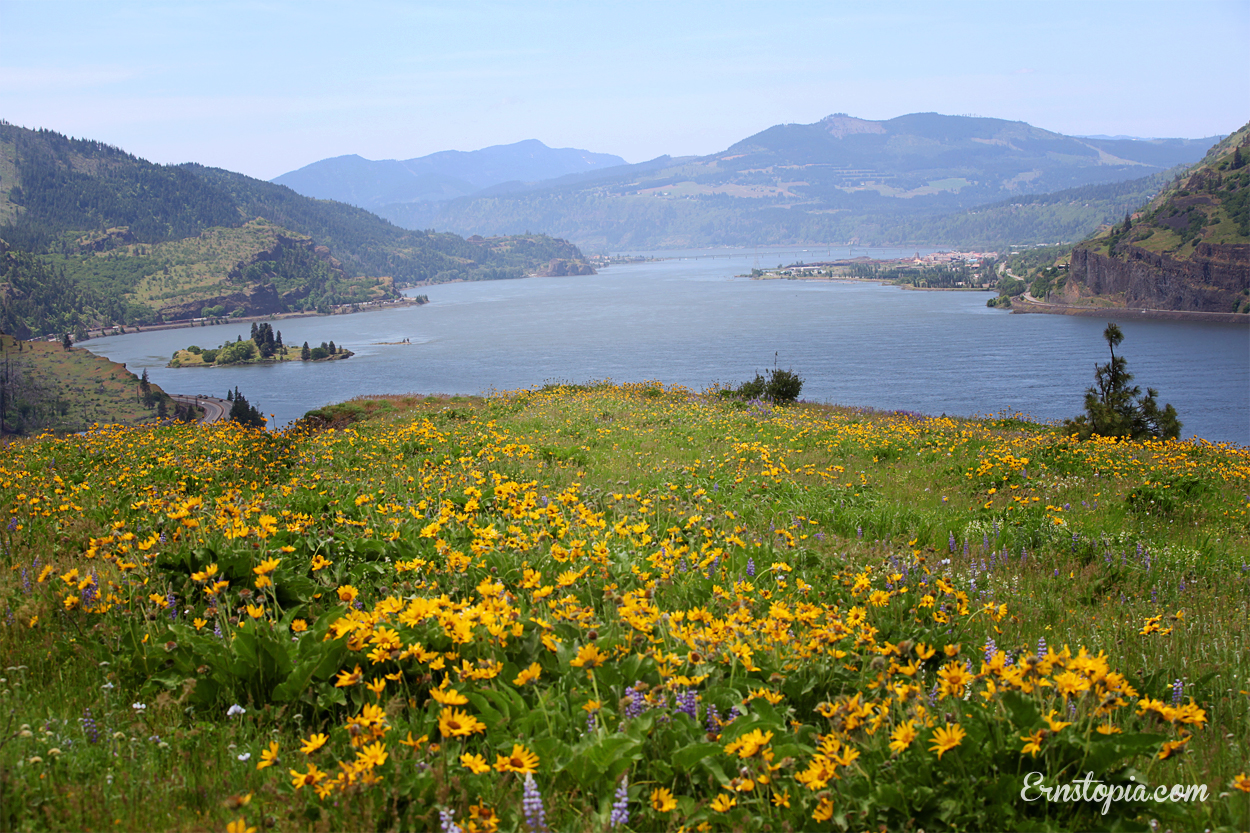Wildflowers on the Mosier Plateau