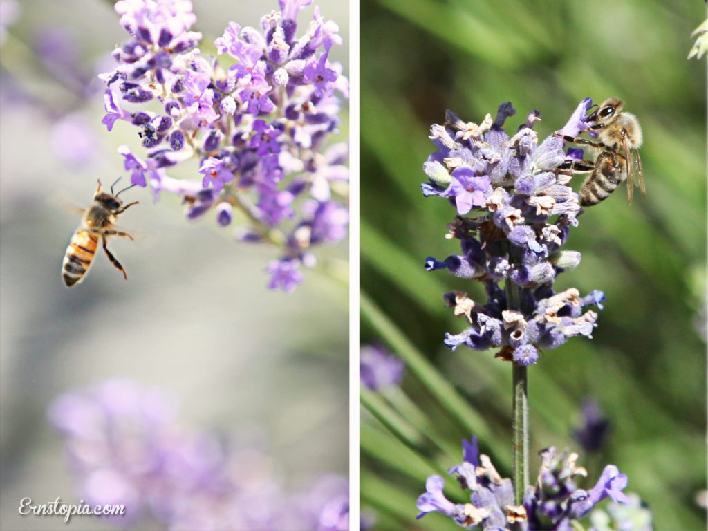 Lavender Daze Festival in Hood River Ernstopia