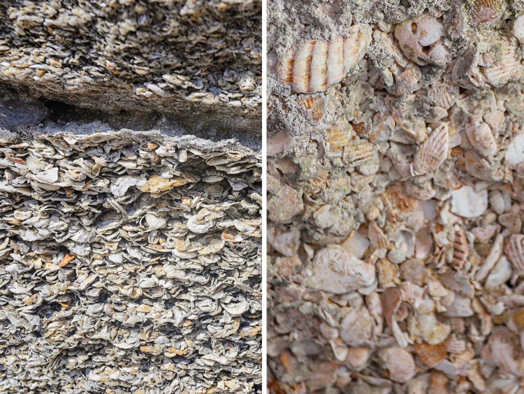 coquina (crushed shells) used to build the fort