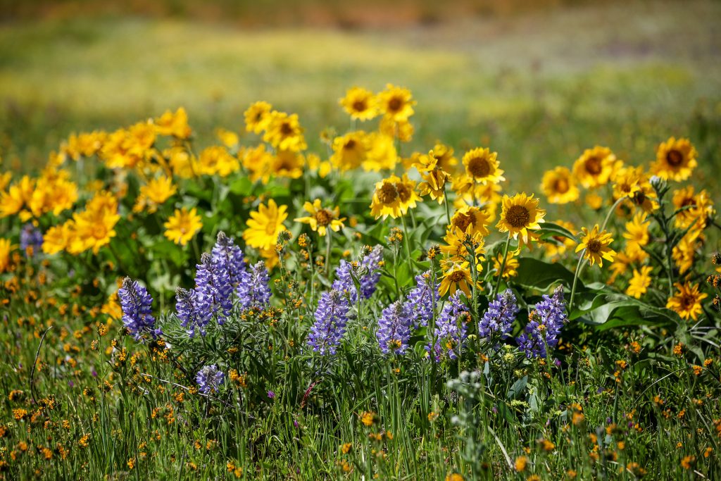 wild flowers in the Pacific Northwest